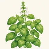 Herbs: quick crops | Terropia